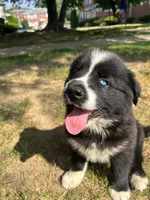Panda, a male Siberian Husky for sale in Lake Hiawatha, NJ – 3 of 8