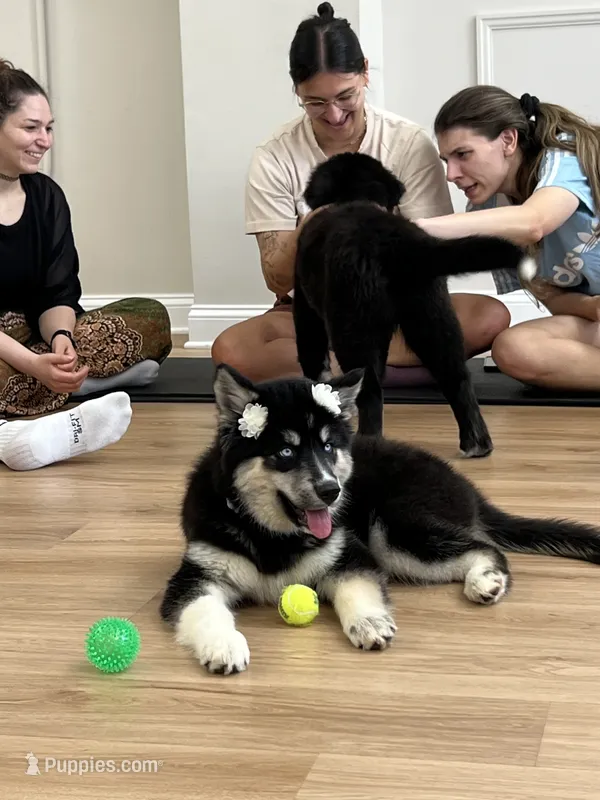 Nyx – Siberian Husky puppy for sale in Lake Hiawatha, NJ