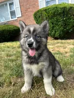 Nova, a female Siberian Husky for sale in Lake Hiawatha, NJ – 3 of 7