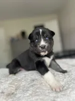Onyx, a female Siberian Husky for sale in Lake Hiawatha, NJ – 2 of 6