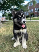 Onyx, a female Siberian Husky for sale in Lake Hiawatha, NJ – 3 of 6