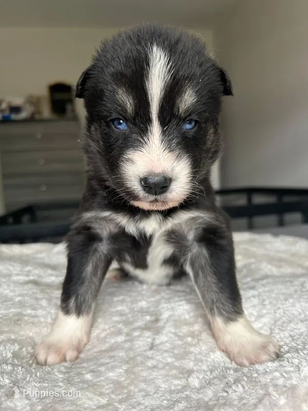 Nyx – Siberian Husky puppy for sale in Lake Hiawatha, NJ