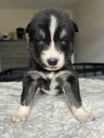 Nyx, a female Siberian Husky for sale in Lake Hiawatha, NJ – 1 of 6