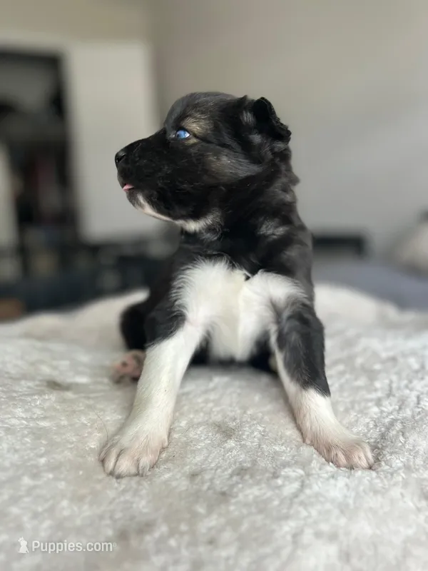 Atlas – Siberian Husky puppy for sale in Lake Hiawatha, NJ