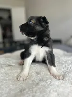 Atlas, a female Siberian Husky for sale in Lake Hiawatha, NJ – 1 of 4