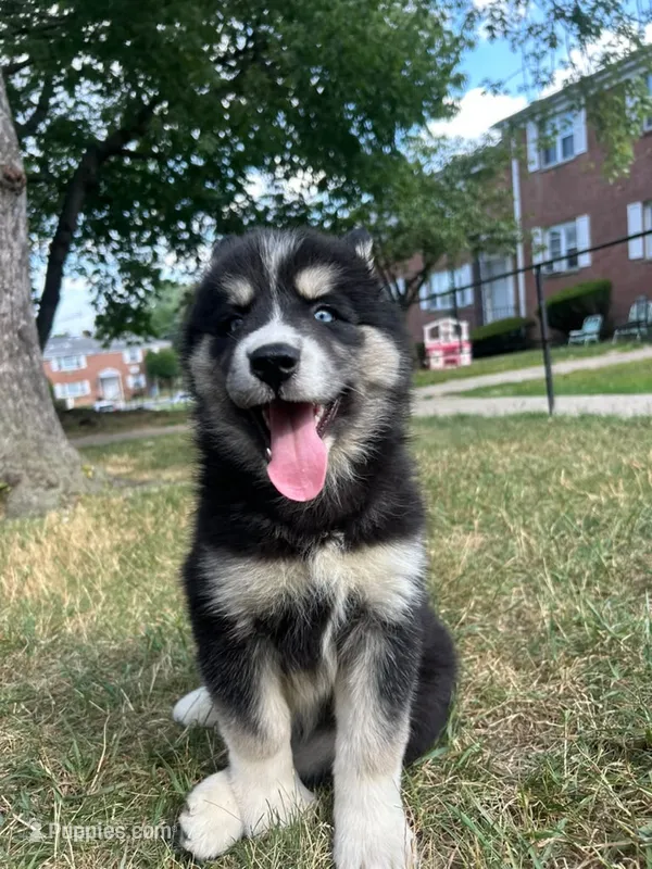 Onyx – Siberian Husky puppy for sale in Lake Hiawatha, NJ