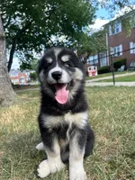 Onyx, a female Siberian Husky for sale in Lake Hiawatha, NJ – 1 of 6