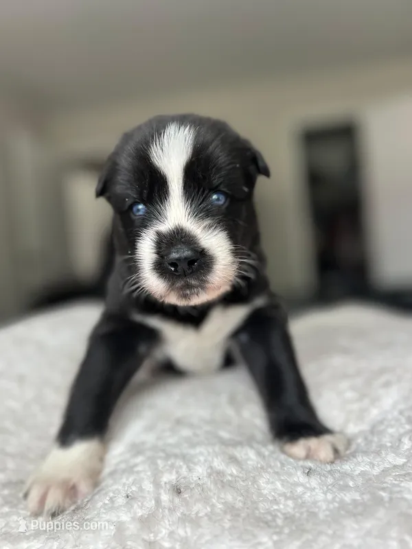 Rocco, a male Siberian Husky for sale in Lake Hiawatha, NJ – 1 of 5
