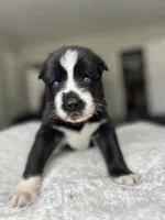Rocco, a male Siberian Husky for sale in Lake Hiawatha, NJ – 1 of 5