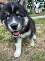 Nyx, a female Siberian Husky for sale in Lake Hiawatha, NJ – 3 of 6