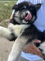 Nyx, a female Siberian Husky for sale in Lake Hiawatha, NJ – 4 of 6