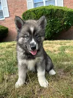 Nova, a female Siberian Husky for sale in Lake Hiawatha, NJ – 5 of 7