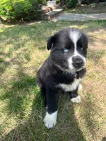 Panda, a male Siberian Husky for sale in Lake Hiawatha, NJ – 5 of 8