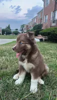 Phoenix, a female Siberian Husky for sale in Lake Hiawatha, NJ – 2 of 7