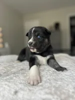 Onyx, a female Siberian Husky for sale in Lake Hiawatha, NJ – 1 of 6