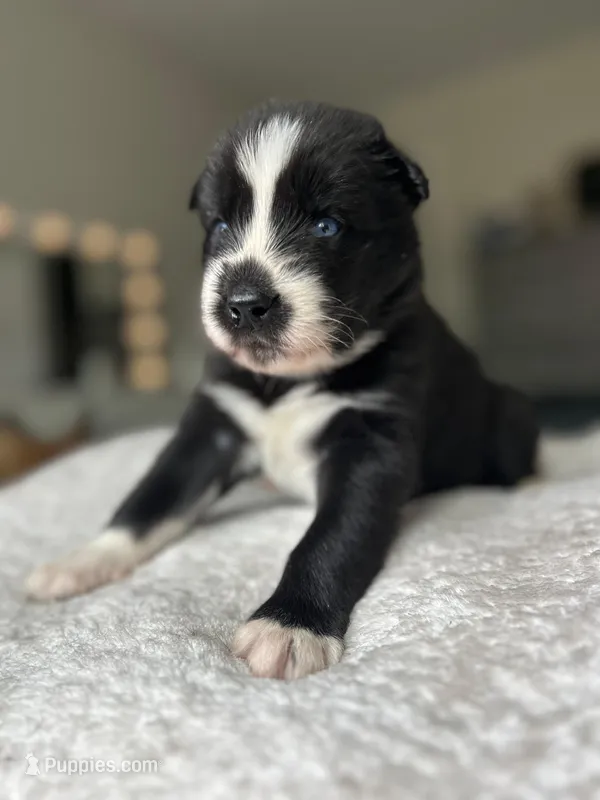 Rocco – Siberian Husky puppy for sale in Lake Hiawatha, NJ