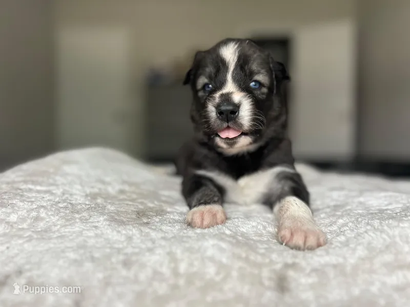 Nova – Siberian Husky puppy for sale in Lake Hiawatha, NJ