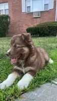Phoenix, a female Siberian Husky for sale in Lake Hiawatha, NJ – 3 of 7