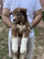 Phoenix, a female Siberian Husky for sale in Lake Hiawatha, NJ – 7 of 7