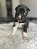 Atlas, a female Siberian Husky for sale in Lake Hiawatha, NJ – 4 of 4
