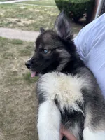 Atlas, a male Siberian Husky for sale in Lake Hiawatha, NJ – 5 of 6