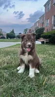 Phoenix, a female Siberian Husky for sale in Lake Hiawatha, NJ – 1 of 7