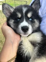 Onyx, a female Siberian Husky for sale in Lake Hiawatha, NJ – 5 of 6