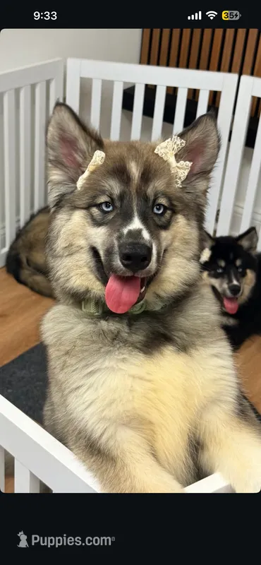Nova – Siberian Husky puppy for sale in Lake Hiawatha, NJ