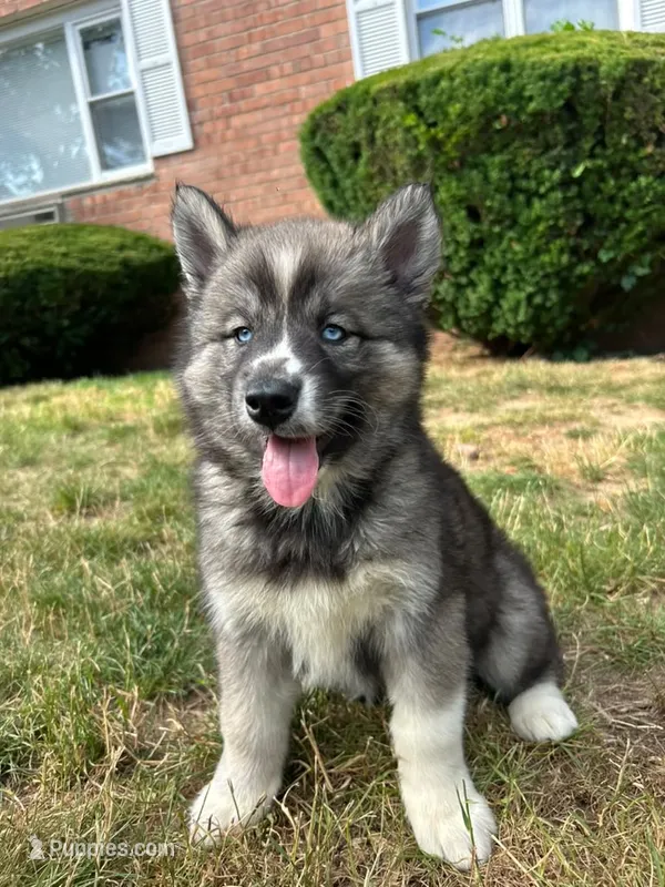 Nova – Siberian Husky puppy for sale in Lake Hiawatha, NJ