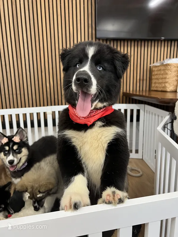 Panda – Siberian Husky puppy for sale in Lake Hiawatha, NJ