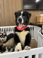 Panda, a male Siberian Husky for sale in Lake Hiawatha, NJ – 1 of 8