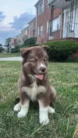 Phoenix, a female Siberian Husky for sale in Lake Hiawatha, NJ – 4 of 7