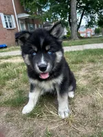 Nyx, a female Siberian Husky for sale in Lake Hiawatha, NJ – 2 of 6