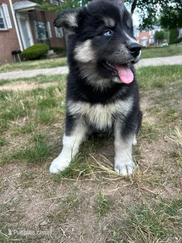 Nyx – Siberian Husky puppy for sale in Lake Hiawatha, NJ