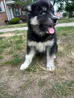 Nyx, a female Siberian Husky for sale in Lake Hiawatha, NJ – 1 of 6