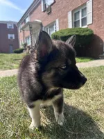 Atlas, a male Siberian Husky for sale in Lake Hiawatha, NJ – 2 of 6