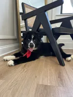 Panda, a male Siberian Husky for sale in Lake Hiawatha, NJ – 2 of 8
