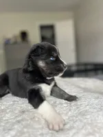 Onyx, a female Siberian Husky for sale in Lake Hiawatha, NJ – 6 of 6