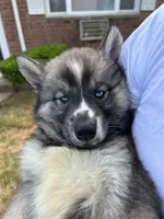 Nova, a female Siberian Husky for sale in Lake Hiawatha, NJ – 6 of 7