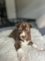 Phoenix, a female Siberian Husky for sale in Lake Hiawatha, NJ – 8 of 8