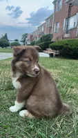 Phoenix, a female Siberian Husky for sale in Lake Hiawatha, NJ – 5 of 7