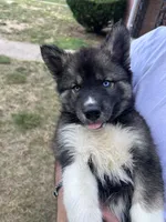 Atlas, a male Siberian Husky for sale in Lake Hiawatha, NJ – 4 of 6