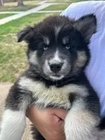Nyx, a female Siberian Husky for sale in Lake Hiawatha, NJ – 5 of 6
