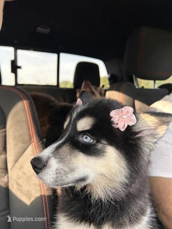Onyx – Siberian Husky puppy for sale in Lake Hiawatha, NJ