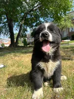 Panda, a male Siberian Husky for sale in Lake Hiawatha, NJ – 2 of 8