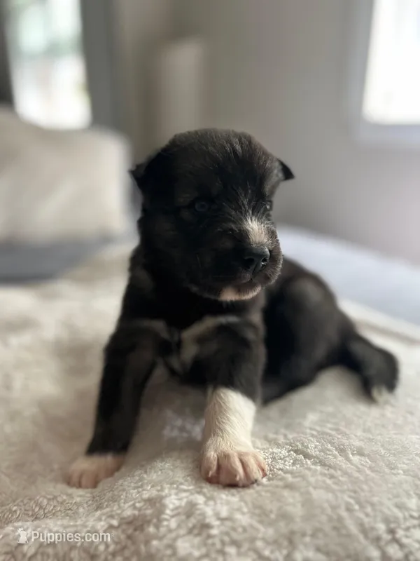 Mist, a male Siberian Husky for sale in Lake Hiawatha, NJ – 1 of 3