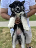 Nyx, a female Siberian Husky for sale in Lake Hiawatha, NJ – 6 of 6