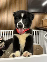 Panda, a male Siberian Husky for sale in Lake Hiawatha, NJ – 5 of 8