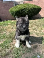 Atlas, a male Siberian Husky for sale in Lake Hiawatha, NJ – 1 of 6