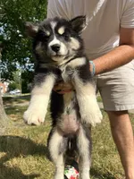 Onyx, a female Siberian Husky for sale in Lake Hiawatha, NJ – 6 of 6